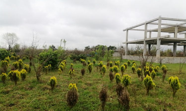 تصور زمین تنکابن خانه نیمه ساز