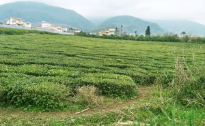 تصویر باغ چای سرسبز