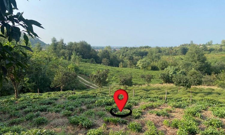 باغ چای تنکابن