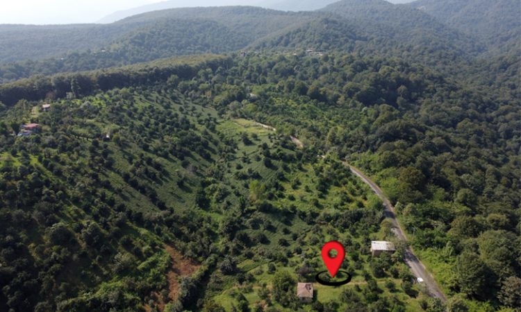 باغ مرکبات با چشم انداز کوه