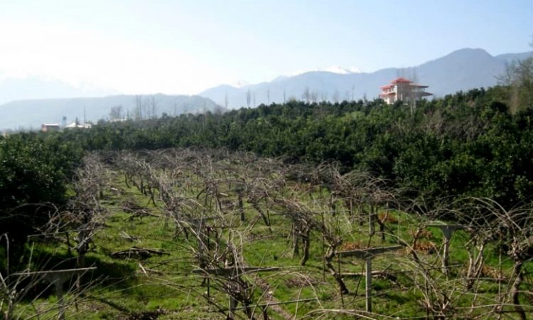 باغ کیوی تنکابن