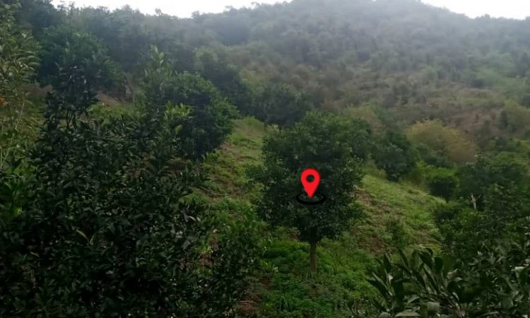 باغ مرکبات کوهپایه ای