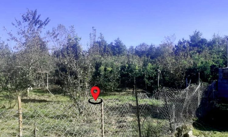 باغ مرکبات با چشم انداز کوه