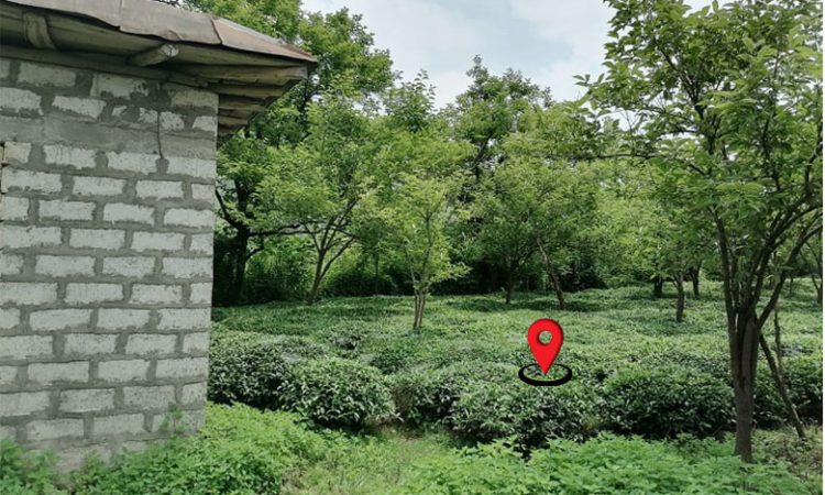 باغ چای با چشم انداز کوه