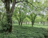 باغ چای با چشم انداز کوه