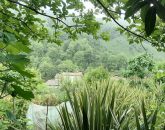 باغ چای با چشم انداز کوه