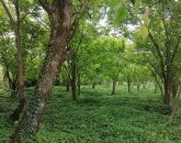 باغ چای با چشم انداز کوه