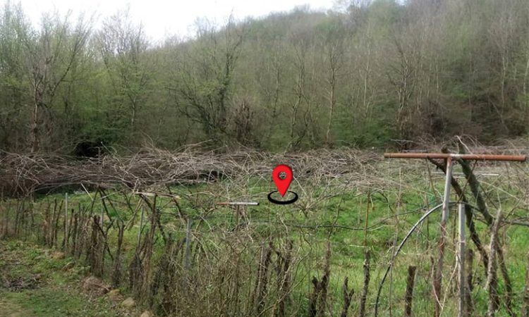 خرید باغ کیوی تنکابن