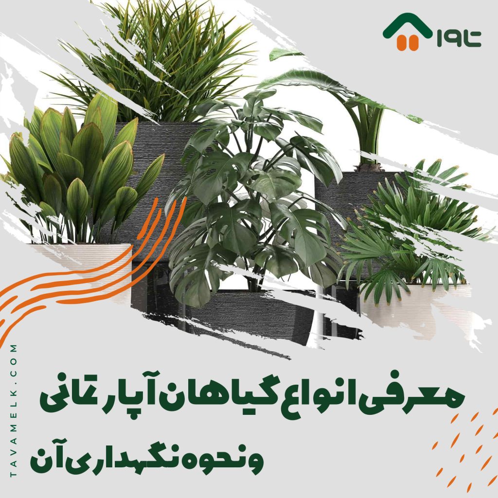 معرفی انواع گیاهان آپارتمانی و نحوه نگهداری آن