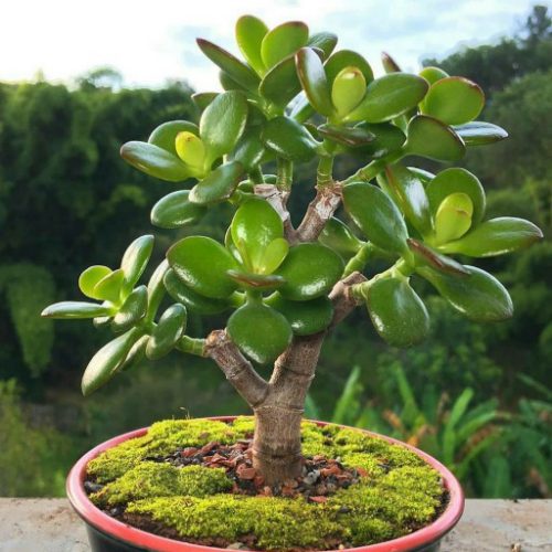 گیاه خرفه ای و نحوه نگهداری آن