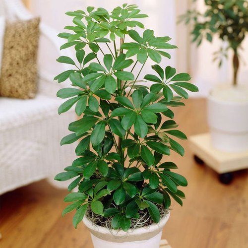 گل شفلرا و نحوه نگهداری آن