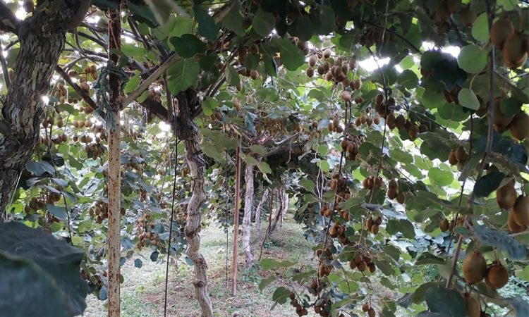 خرید باغ کیوی لنگرود