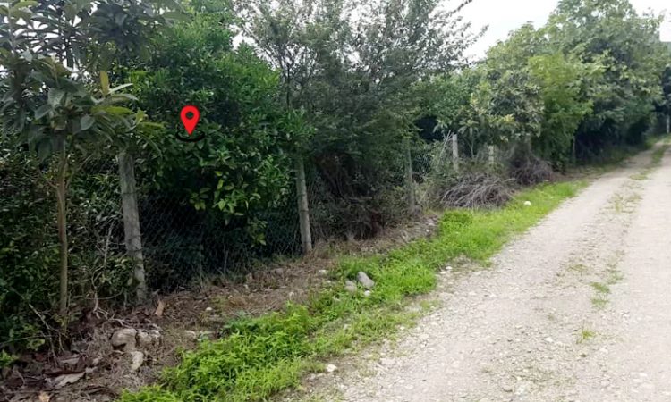 خرید باغ مرکبات تنکابن