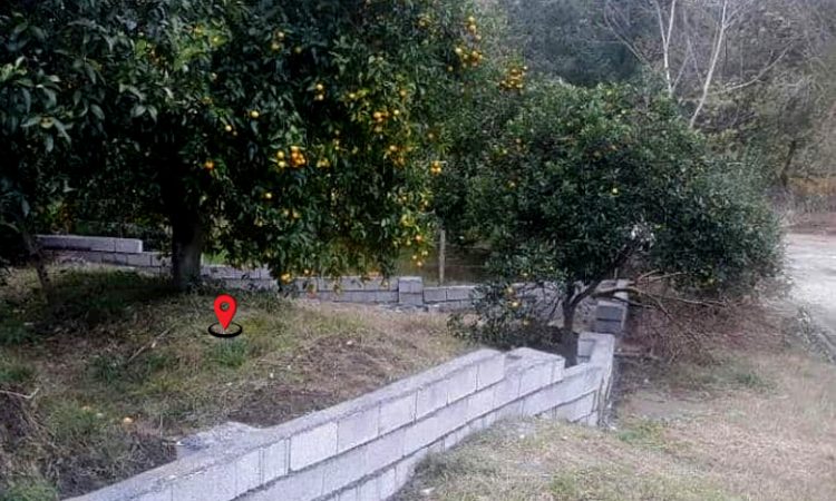 خرید باغ مرکبات تنکابن