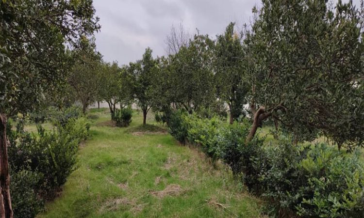 زمین با چشم انداز عالی