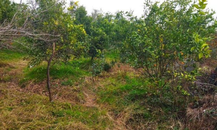 زمین داخل بافت