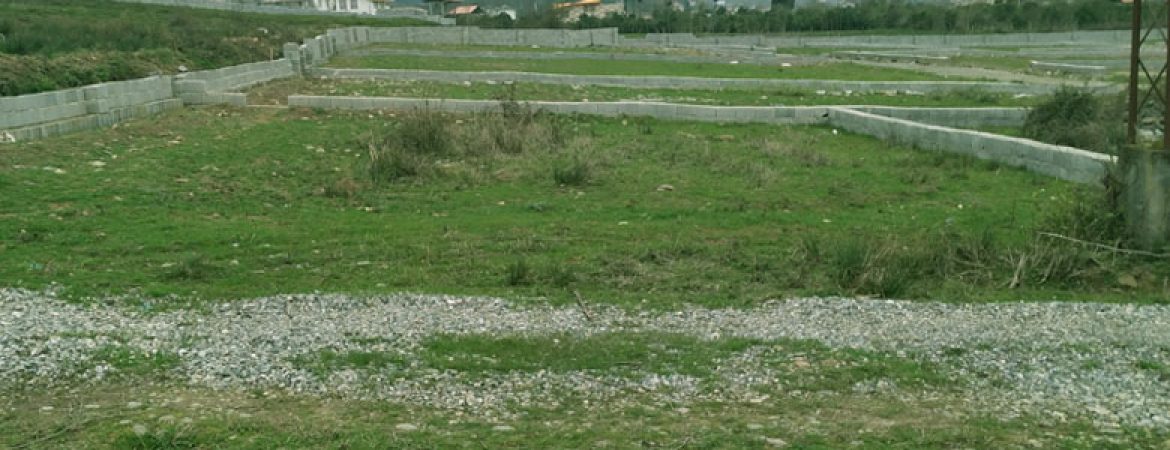 تصویر زمین سرسبز