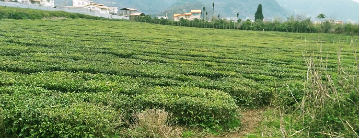تصویر باغ چای سرسبز