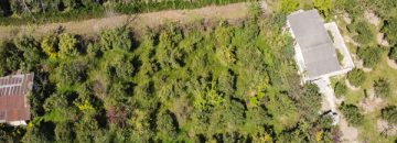 تصویر باغ پرتقال سرسبز