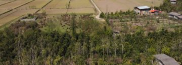 تصویر باغ پرتقال و چشم انداز