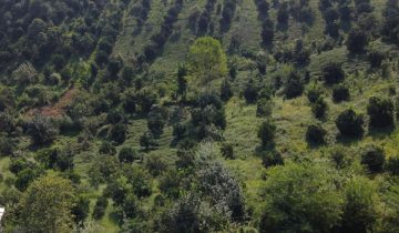 باغ مرکبات با چشم انداز کوه