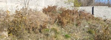 زمین دوهزار