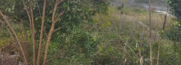 زمین در کنار خیابان اصلی