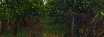 زمین با چشم اندازعالی