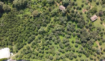 باغ مرکبات کوهپایه ای تنکابن