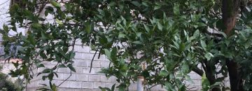 زمین مسکونی با چشم انداز عالی