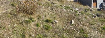 زمین دوهزار