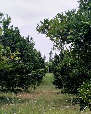 باغ مرکبات قائمشهر