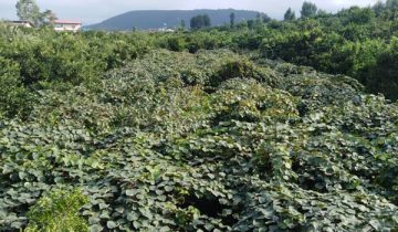 باغ کیوی تنکابن