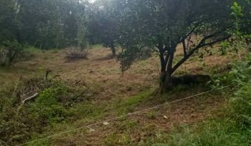 باغ مرکبات کوهپایه ای