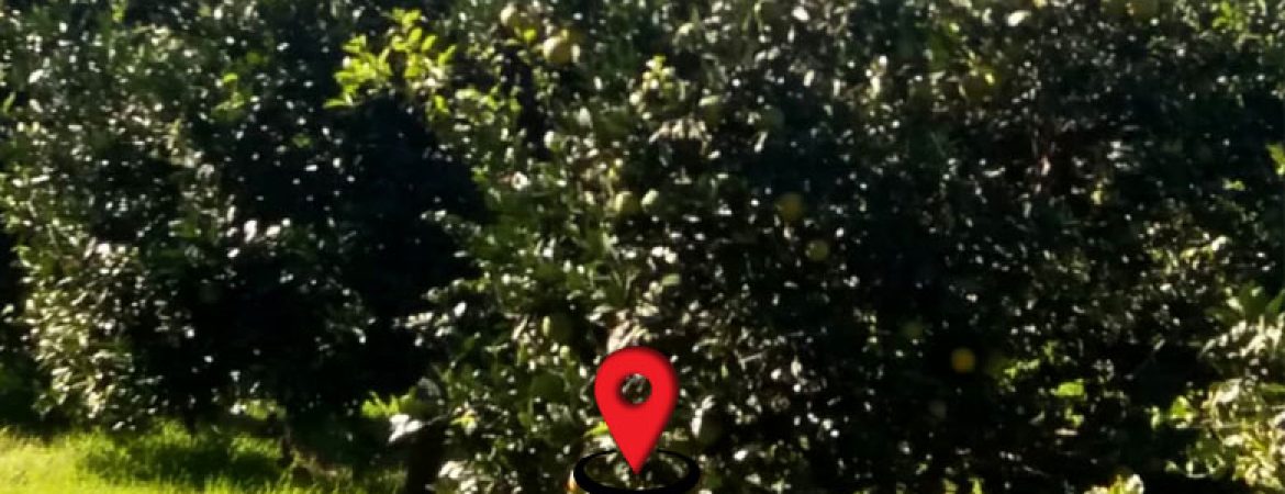 باغ مرکبات با چشم انداز کوه