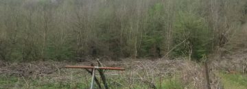 خرید باغ کیوی تنکابن