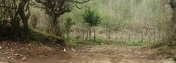 خرید باغ کیوی تنکابن