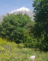 خرید زمین آمل