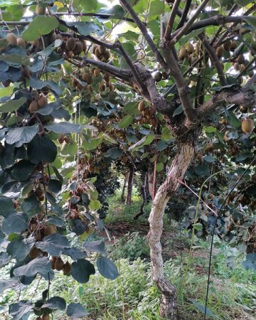 خرید باغ کیوی لنگرود