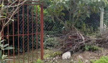 خرید باغ مرکبات تنکابن