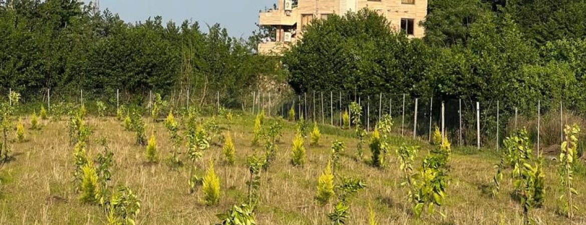 خرید و فروش زمین در نعمت آباد تنکابن