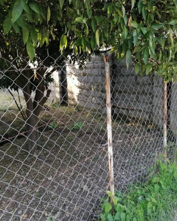 تصویر باغ مرکبات