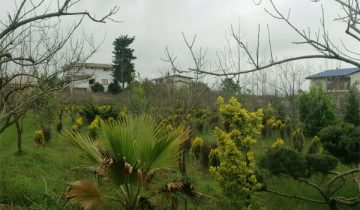 تصویر زمین سرسبز تنکابن