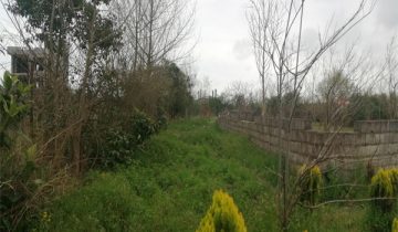 تصویر زمین سرسبز تنکابن