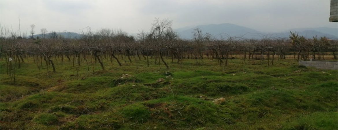 تصویر زمین مسکونی سرسبز تنکابن